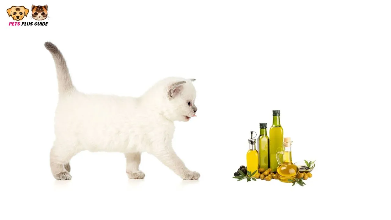 Can Cats Eat Olive Oil