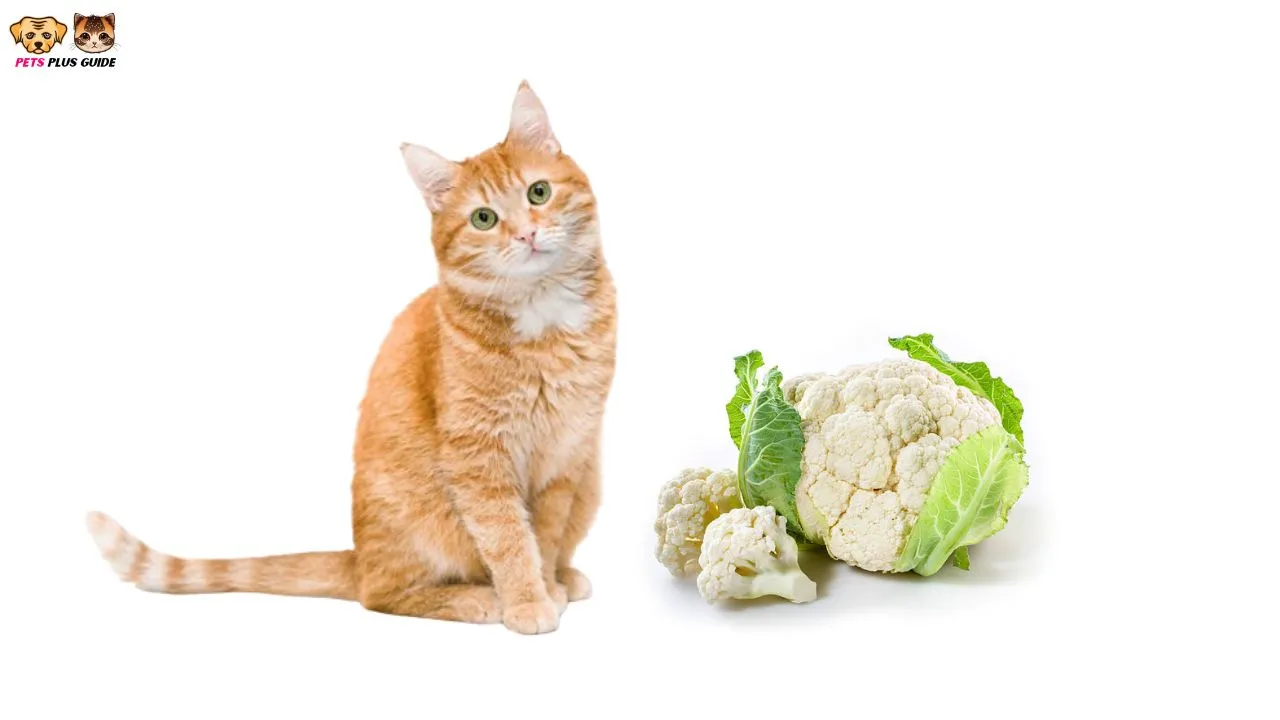 Can Cats Eat Cauliflower