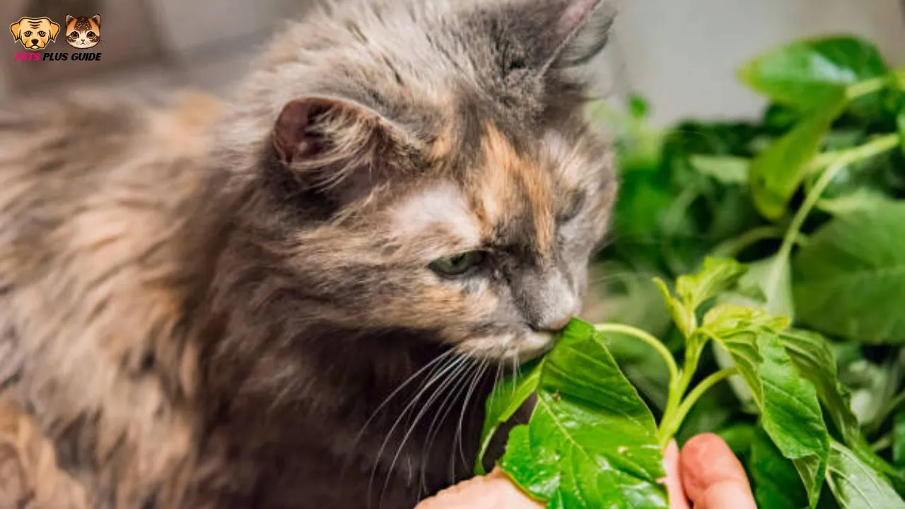 Can Cats Eat Cilantro